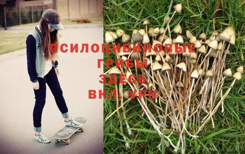 где купить наркотик  Нижняя Тура  Галлюциногенные грибы Psilocybe 